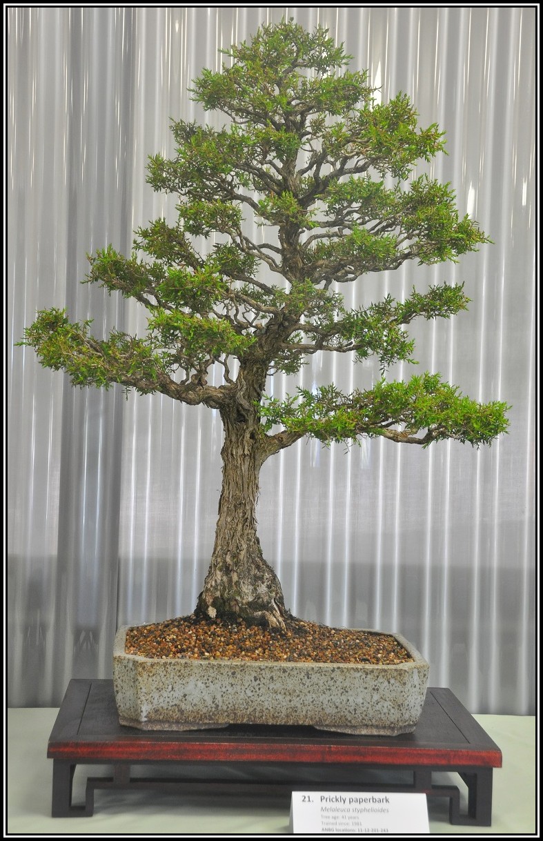paperbark2